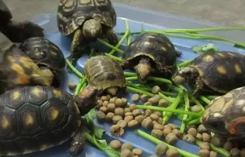 乌龟无水生存状况的要点和分析?分析乌龟无水生存需注意什么?插图3 乌龟无水生存状况的要点和分析?分析乌龟无水生存需注意什么?插图3