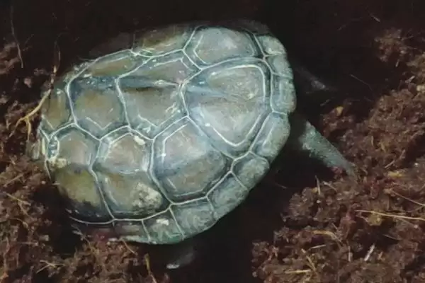 乌龟冬眠时皮肤变红的原因?探究乌龟冬眠皮肤变红原因要考虑哪些健康和环境因素?插图4 乌龟冬眠时皮肤变红的原因?探究乌龟冬眠皮肤变红原因要考虑哪些健康和环境因素?插图4