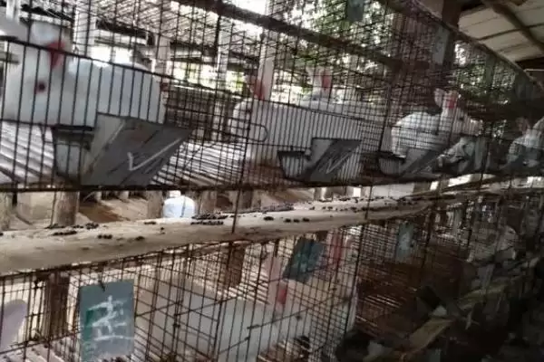 计算养殖兔子成本和利润的方法和重点?计算养殖兔子成本和利润要做好哪些细节?插图2 计算养殖兔子成本和利润的方法和重点?计算养殖兔子成本和利润要做好哪些细节?插图2