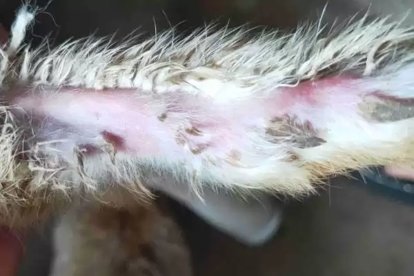 塞北兔的由来?了解塞北兔由来要探究哪些品种培育历史?插图2 塞北兔的由来?了解塞北兔由来要探究哪些品种培育历史?插图2