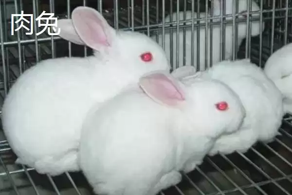 养殖兔子的方法和重点?养殖兔子要做好哪些细节?插图8 养殖兔子的方法和重点?养殖兔子要做好哪些细节?插图8