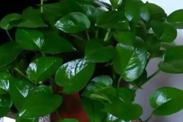 让绿萝旺盛生长的方法?养护绿萝促旺盛生长要掌握哪些光照、水分和施肥要点?插图3 让绿萝旺盛生长的方法?养护绿萝促旺盛生长要掌握哪些光照、水分和施肥要点?插图3