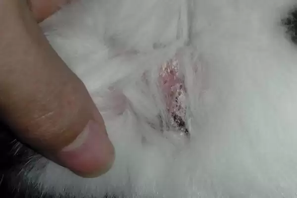 兔子脱毛的原因?探究兔子脱毛原因要考虑哪些兔子生理、饲养和环境因素?插图1 兔子脱毛的原因?探究兔子脱毛原因要考虑哪些兔子生理、饲养和环境因素?插图1