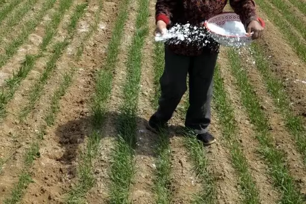 小麦追肥时期的要点和判断?确定小麦追肥时期需考虑哪些关键因素?插图2 小麦追肥时期的要点和判断?确定小麦追肥时期需考虑哪些关键因素?插图2