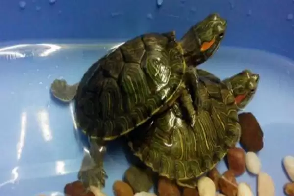 乌龟动物属性的要点和解读?解读乌龟动物属性需注意什么?插图5 乌龟动物属性的要点和解读?解读乌龟动物属性需注意什么?插图5