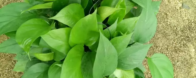 绿萝的浇水间隔一般是多久 ,绿萝通常隔几天浇一次水插图 绿萝的浇水间隔一般是多久 ,绿萝通常隔几天浇一次水插图