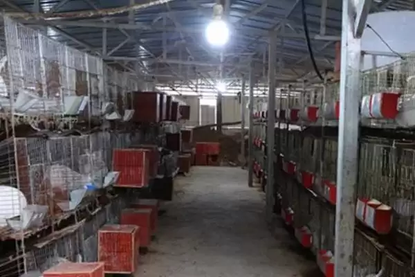 室内养兔子怎么做到不臭?在室内养兔子避免异味要采取哪些有效措施?插图3 室内养兔子怎么做到不臭?在室内养兔子避免异味要采取哪些有效措施?插图3