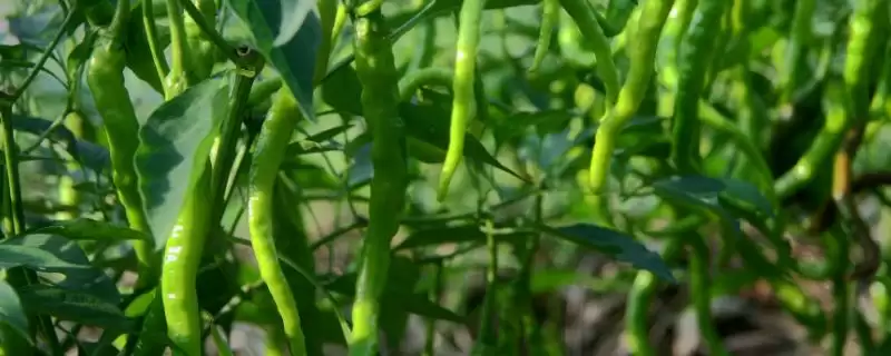 青椒施肥原则解读：施足基肥对青椒生长的重要性-会东网