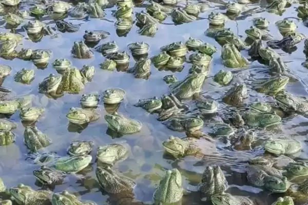 牛蛙越冬的注意事项:冬眠前增膘的关键准备插图2 牛蛙越冬的注意事项:冬眠前增膘的关键准备插图2