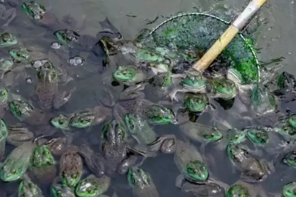 判断养殖牛蛙能否赚钱的方法和重点?判断养殖牛蛙能否赚钱要做好哪些细节?插图4 判断养殖牛蛙能否赚钱的方法和重点?判断养殖牛蛙能否赚钱要做好哪些细节?插图4