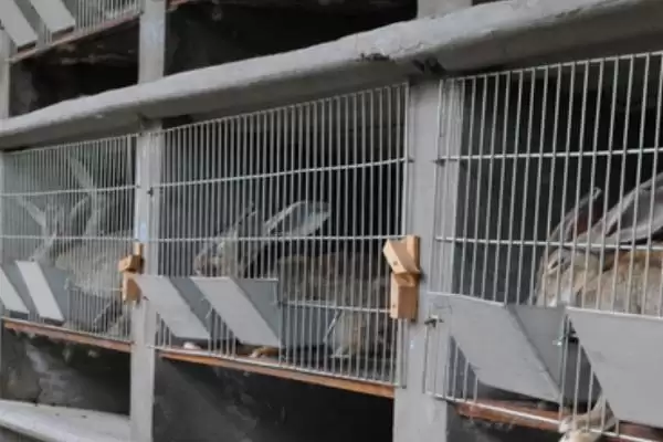 了解养兔国家补贴的方法和重点？了解养兔国家补贴要做好哪些细节？插图1