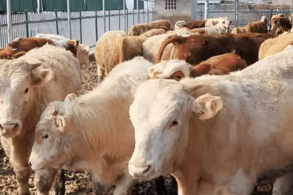 了解养牛最大难处的方法和重点?了解养牛最大难处要做好哪些细节?插图2 了解养牛最大难处的方法和重点?了解养牛最大难处要做好哪些细节?插图2