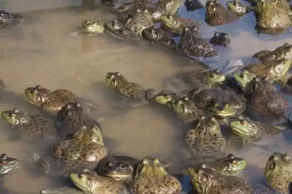 判断养殖牛蛙能否赚钱的方法和重点?判断养殖牛蛙能否赚钱要做好哪些细节?插图5 判断养殖牛蛙能否赚钱的方法和重点?判断养殖牛蛙能否赚钱要做好哪些细节?插图5