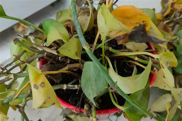 养绿萝的方法和重点？养绿萝要做好哪些细节？插图5