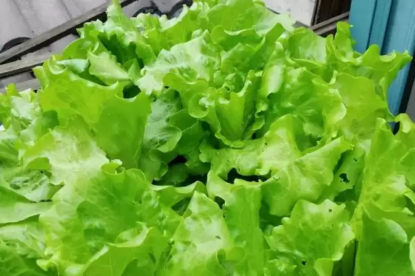 六月蔬菜种植宝典：黄瓜、辣椒、豇豆的高产秘籍插图6