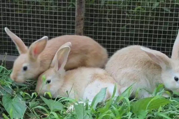 了解养兔所需条件的方法和重点?了解养兔所需条件要做好哪些细节?插图5 了解养兔所需条件的方法和重点?了解养兔所需条件要做好哪些细节?插图5