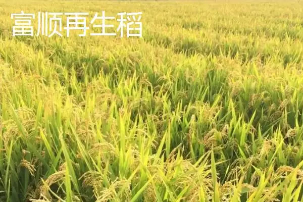 四川省自贡市的特产?了解四川省自贡市特产要掌握哪些具有代表性的物产?插图7 四川省自贡市的特产?了解四川省自贡市特产要掌握哪些具有代表性的物产?插图7