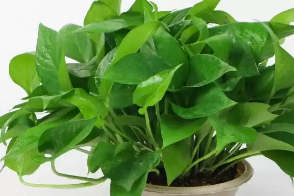 绿萝为什么不长藤 ,绿萝长藤与光水肥有何关系插图1 绿萝为什么不长藤 ,绿萝长藤与光水肥有何关系插图1