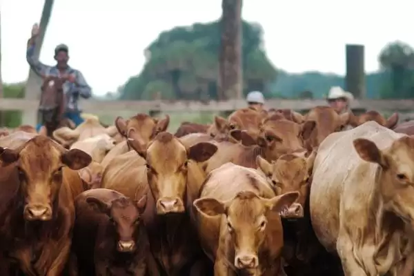 计算养一头牛一年纯利润的方法和重点？计算养一头牛一年纯利润要做好哪些细节？插图2