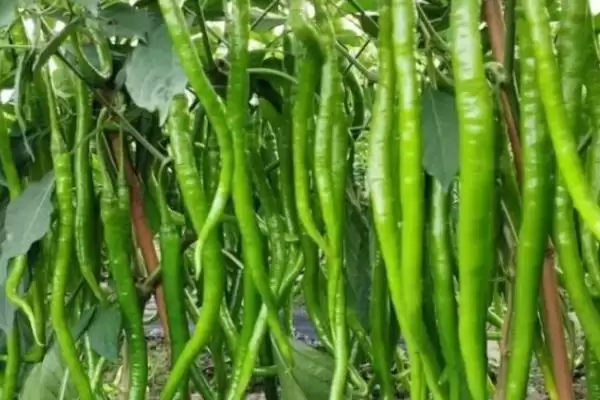 线椒播种的方法和要点?播种线椒需掌握哪些关键技术环节?插图2 线椒播种的方法和要点?播种线椒需掌握哪些关键技术环节?插图2