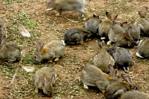 思麻兔的养殖前景?分析思麻兔养殖前景要考虑哪些市场和产业因素?插图1 思麻兔的养殖前景?分析思麻兔养殖前景要考虑哪些市场和产业因素?插图1