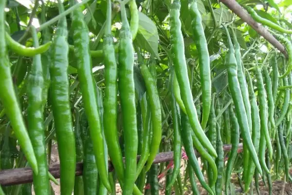 线椒种植的方法和要点？种植线椒要掌握哪些关键技术步骤？插图5