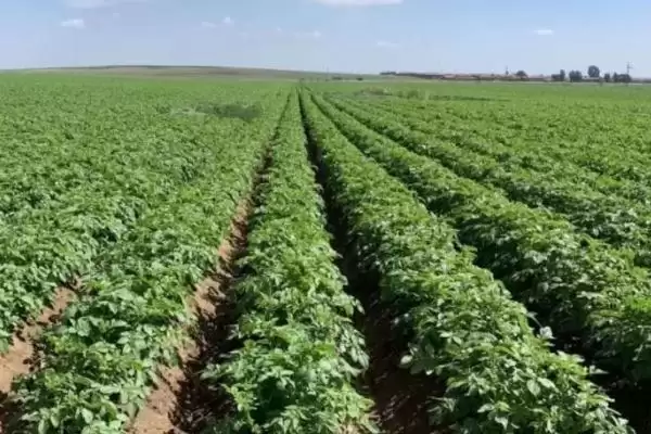 马铃薯早疫病和晚疫病有何区别 ,马铃薯早晚疫病病斑有何不同插图3 马铃薯早疫病和晚疫病有何区别 ,马铃薯早晚疫病病斑有何不同插图3