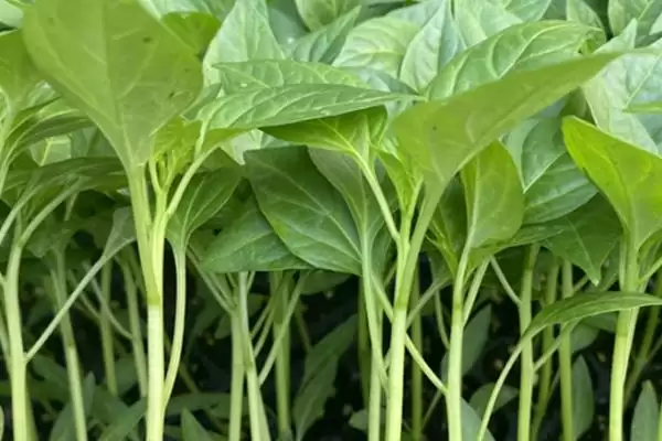 青椒种植方法全解:种子播种前晾晒1-2天的关键作用插图2 青椒种植方法全解:种子播种前晾晒1-2天的关键作用插图2