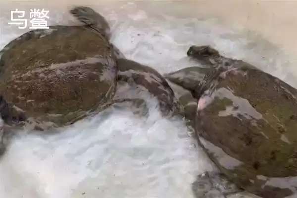 乌鳖是什么?认识乌鳖要了解哪些关键的生物分类、形态和习性要点?插图3 乌鳖是什么?认识乌鳖要了解哪些关键的生物分类、形态和习性要点?插图3