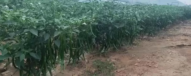 四季可种的蔬菜有哪些？选择四季可种蔬菜要考虑哪些生长习性和环境适应性？-会东网