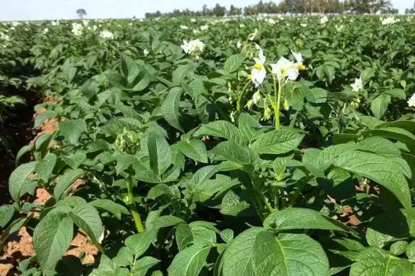 七月土豆种植禁忌：气温高不宜种植的原因剖析插图3