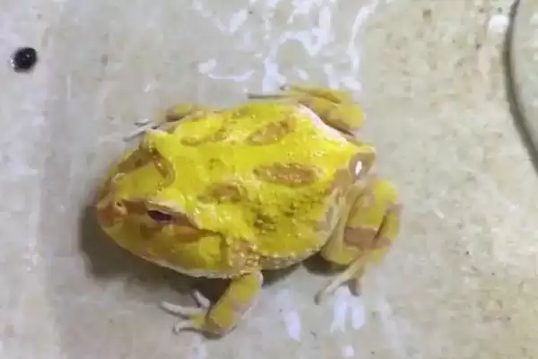 角蛙的饲养方法 ,饲养角蛙需要注意哪些方面插图7