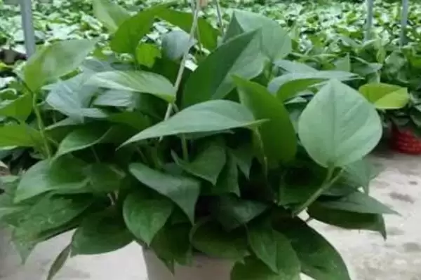 绿萝吊兰有什么作用 ,绿萝吊兰有哪些实用功能插图1 绿萝吊兰有什么作用 ,绿萝吊兰有哪些实用功能插图1