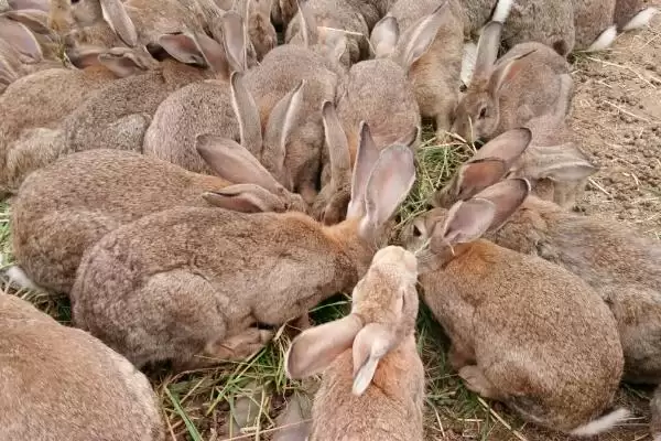 特种养殖简介?认识特种养殖要了解哪些关键的养殖范畴和发展要点?插图6 特种养殖简介?认识特种养殖要了解哪些关键的养殖范畴和发展要点?插图6