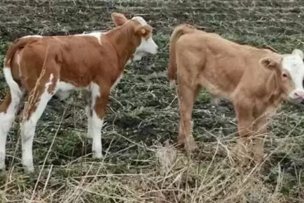 小牛犊高烧还喘的应对方法和要点?处理小牛犊病症需注意哪些关键措施?插图2 小牛犊高烧还喘的应对方法和要点?处理小牛犊病症需注意哪些关键措施?插图2