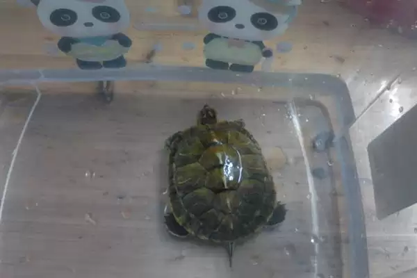 乌龟不吃东西如何处理?解决乌龟不吃东西问题要采取哪些有效措施和方法?插图2 乌龟不吃东西如何处理?解决乌龟不吃东西问题要采取哪些有效措施和方法?插图2