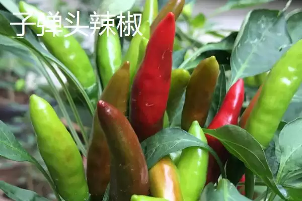 子弹头辣椒和辣椒王区别的要点和对比?分辨两种辣椒需注意什么?插图1 子弹头辣椒和辣椒王区别的要点和对比?分辨两种辣椒需注意什么?插图1