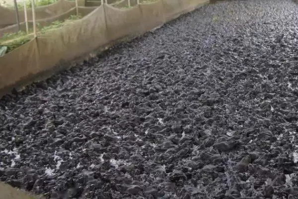 石蛙苗的价格及养殖技术?了解石蛙苗价格和养殖技术要注意什么?插图4 石蛙苗的价格及养殖技术?了解石蛙苗价格和养殖技术要注意什么?插图4