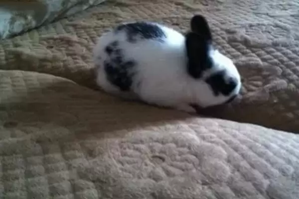 养殖熊猫兔的方法和重点？养殖熊猫兔要做好哪些细节？插图3