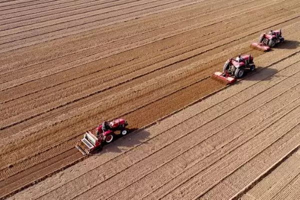 小麦播种后能否立即浇水的要点和判断?判断小麦播种后浇水时机需注意什么?插图1 小麦播种后能否立即浇水的要点和判断?判断小麦播种后浇水时机需注意什么?插图1