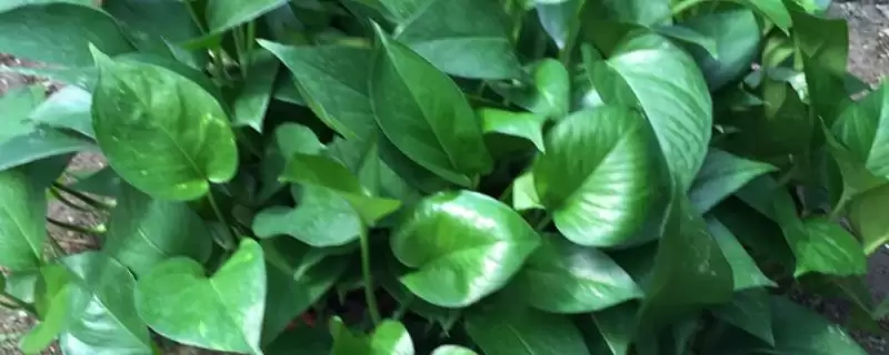 绿萝长高了怎么办比较好 ,绿萝长高怎么处理生长点插图 绿萝长高了怎么办比较好 ,绿萝长高怎么处理生长点插图