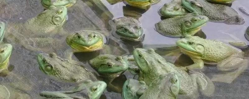 判断养殖牛蛙能否赚钱的方法和重点?判断养殖牛蛙能否赚钱要做好哪些细节?-会东网