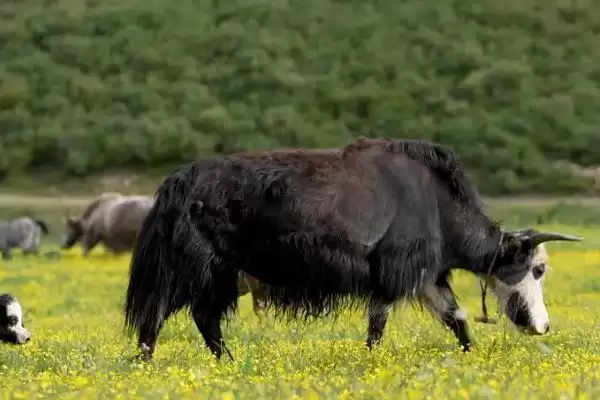 牦牛的养殖技术有哪些要点 ,牦牛养殖每年需严格按流程防疫插图5 牦牛的养殖技术有哪些要点 ,牦牛养殖每年需严格按流程防疫插图5