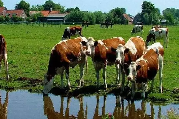 了解在牛身上打洞原因的方法和重点？了解在牛身上打洞原因要做好哪些细节？插图4