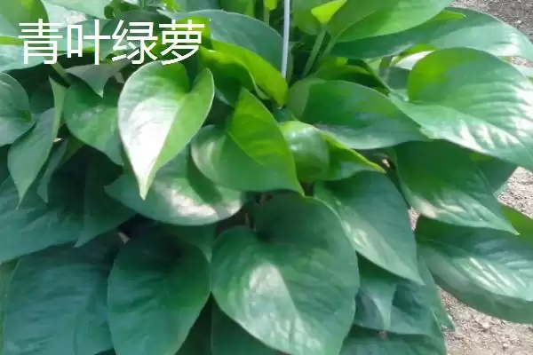 绿萝有哪些常见的品种 ,绿萝的品种有哪些可介绍插图3 绿萝有哪些常见的品种 ,绿萝的品种有哪些可介绍插图3