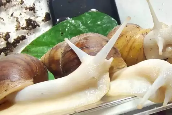 特色养殖项目有哪些?探索特色养殖项目要分析哪些市场需求和养殖技术要点?插图1 特色养殖项目有哪些?探索特色养殖项目要分析哪些市场需求和养殖技术要点?插图1