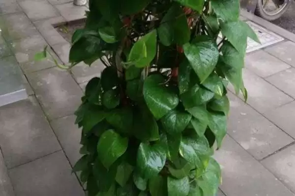 什么是绿萝?认识绿萝要了解哪些关键的植物形态和养护要点?插图4 什么是绿萝?认识绿萝要了解哪些关键的植物形态和养护要点?插图4