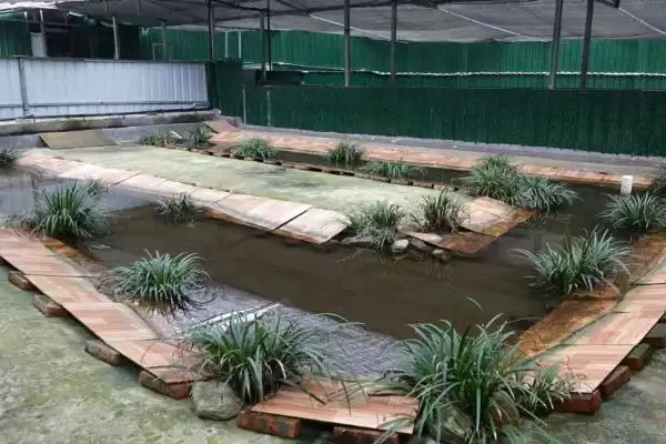 石蛙苗的养殖方法?养殖石蛙苗要掌握哪些关键的饲养管理方法?插图1 石蛙苗的养殖方法?养殖石蛙苗要掌握哪些关键的饲养管理方法?插图1