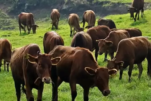 计算养一头牛一年纯利润的方法和重点？计算养一头牛一年纯利润要做好哪些细节？插图3