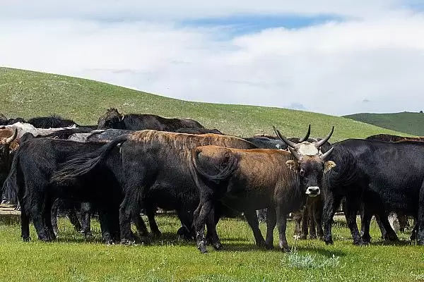 牦牛的养殖技术有哪些要点 ,牦牛养殖每年需严格按流程防疫插图1 牦牛的养殖技术有哪些要点 ,牦牛养殖每年需严格按流程防疫插图1